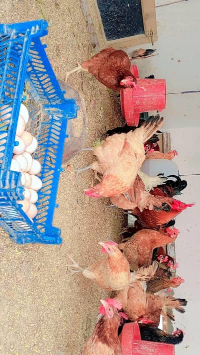 8 Months Ki Healthy Laying Hens – Daily Eggs – 2000 PKR Each