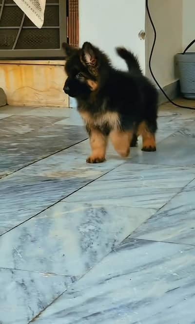 German shepherd puppy male for sale 0309=0097784