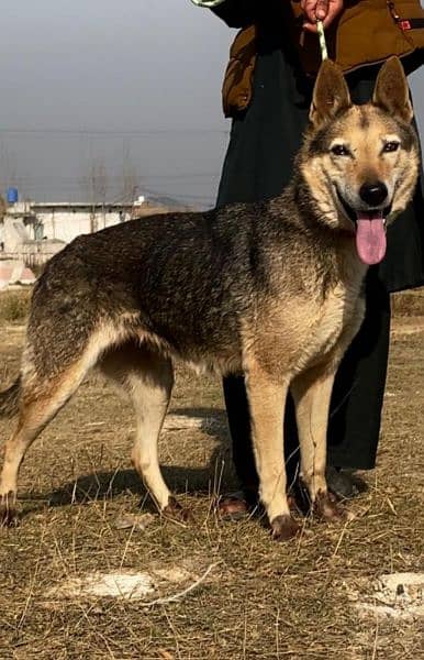 belinas bigyari female available  9 mahnt for sale