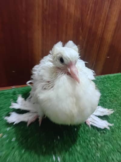 Pigeon frill chick