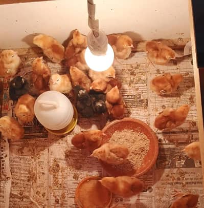 RIR Heritage Fertile Eggs and chicks Available