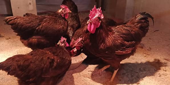 RIR Heritage Fertile Eggs and chicks Available