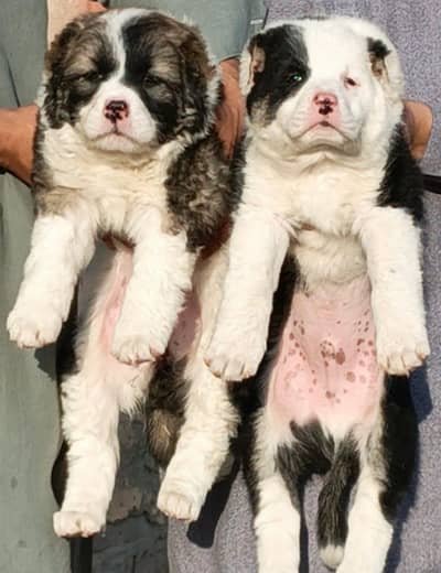 Afghan kuchi | kuchi dog | Afghan dog | afghan puppies