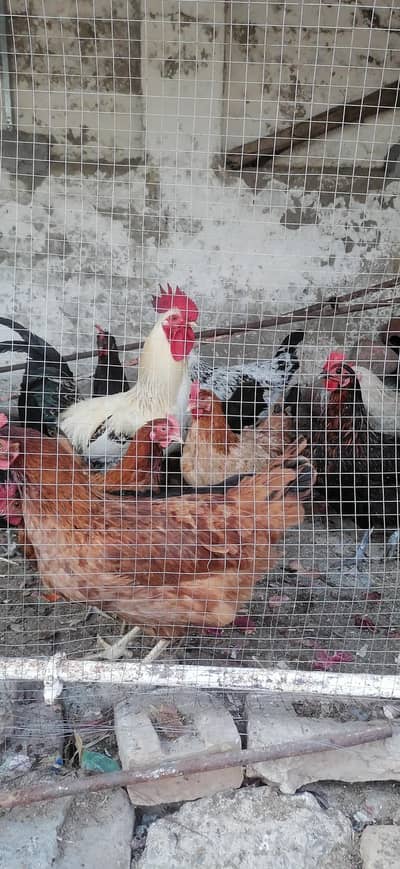 Dasi anda dati hoi morgya