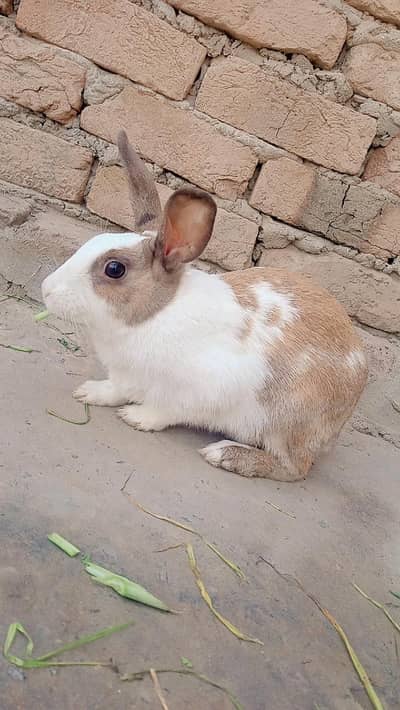 breader rabbit pair |color brown and white