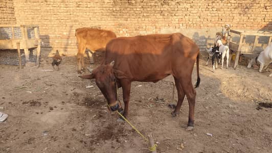 sahiwal jarsi ma ha achi female ha urgent 4 sale
