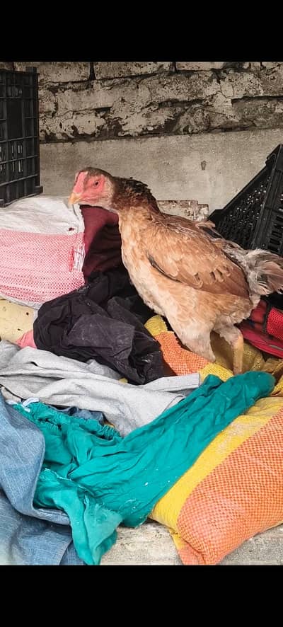 Aseel shamo | Aseel | Japenese | Swing neck Shamo for sale