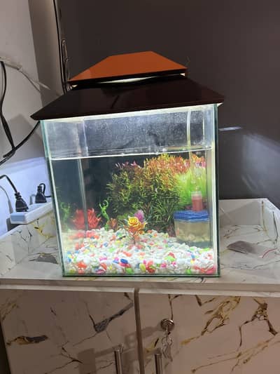 Fish Aquarium
