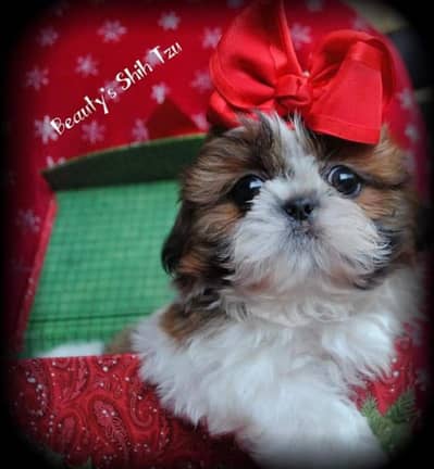 shihtzu puppy available