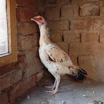 high quality laki murgi