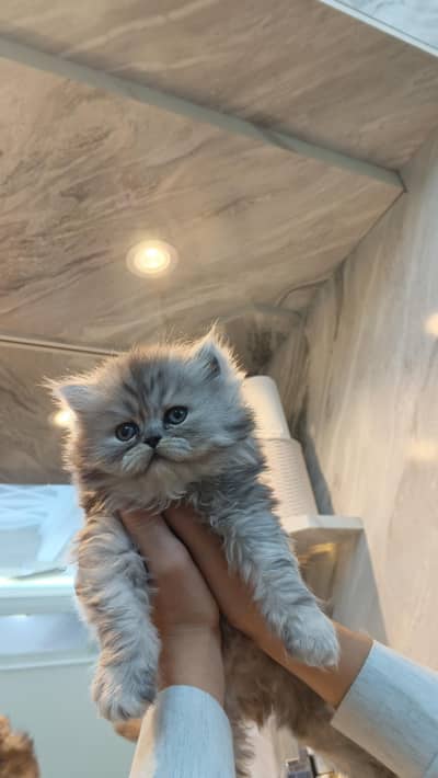 pure triple coat Persian male kitten