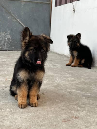 German Shepherd dog  only WhatsApp number 03468444939