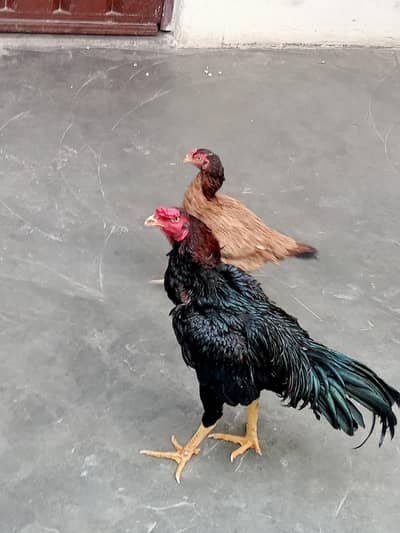 lasani Cross mianwali aseel murga pure black