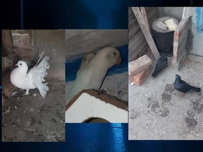 ak pair love bird;Ak pair satinity;ak piece lucky female