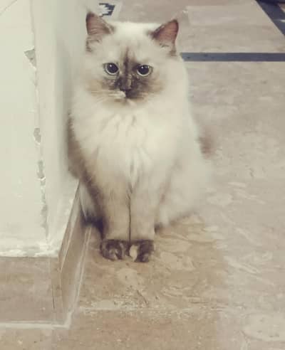 well behaved himalayan cat