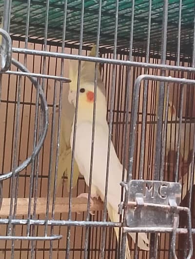 cream cockatiel