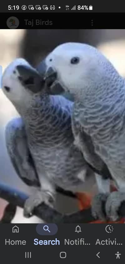 african gray sailf fed chiks &  pair