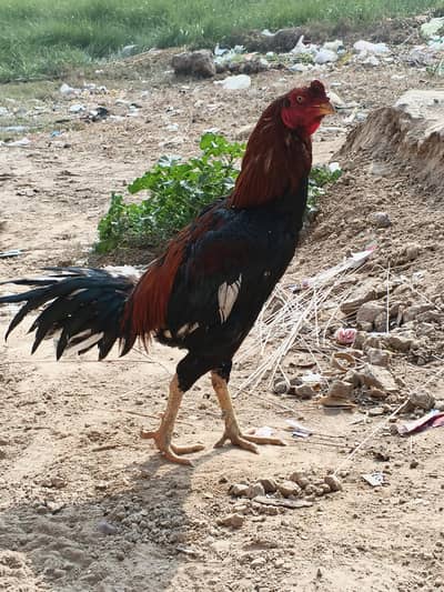 aseel murgha for sale