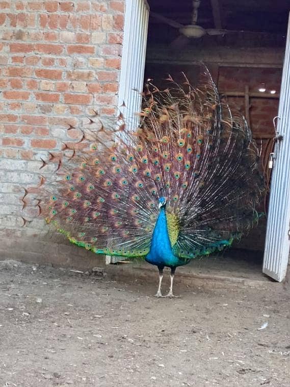 Peacock  1