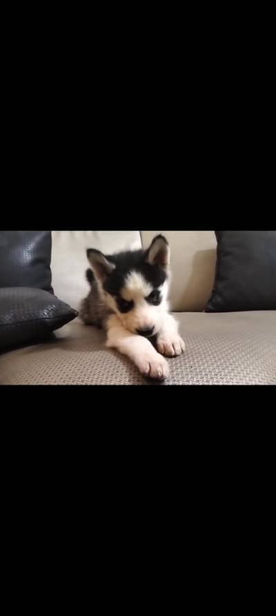 Husky puppie female for sale