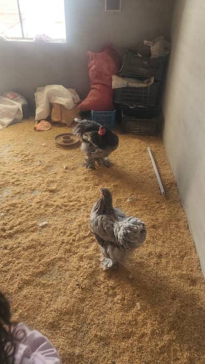 blue brhama pair for sale