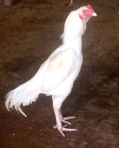 white aseel phatha for sale