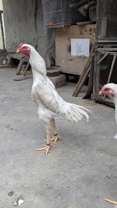 white king oh shamo egg ,& chicks available
