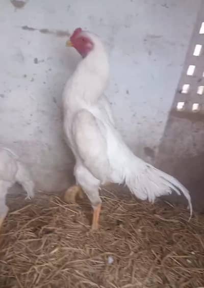 white king oh shamo egg ,& chicks available
