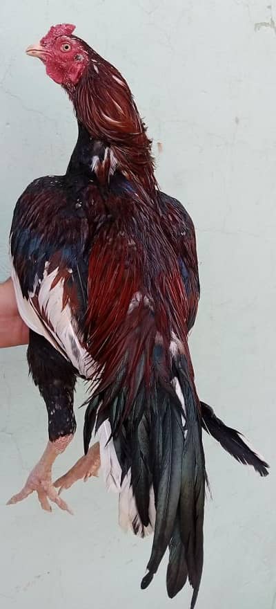 Aseel Morga for sale