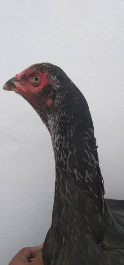 Jawa breed long height female 