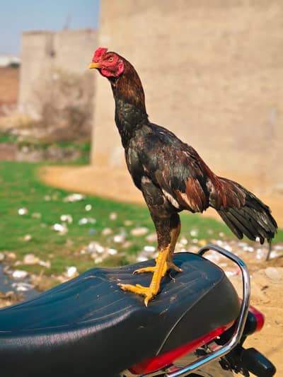 interested bhi rabta kra