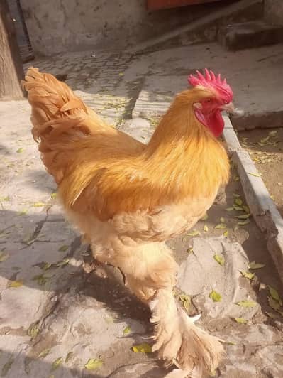 Pure Aseel heera pair/ Aseel hen/Golden buff/white heera madi