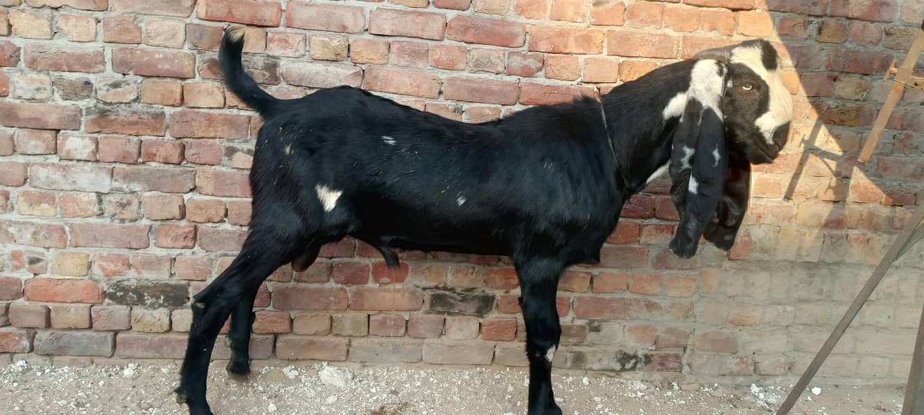 Pure beetal goat | Bakra | breeder Goat |0325 6512525 - Goats - 1111374126