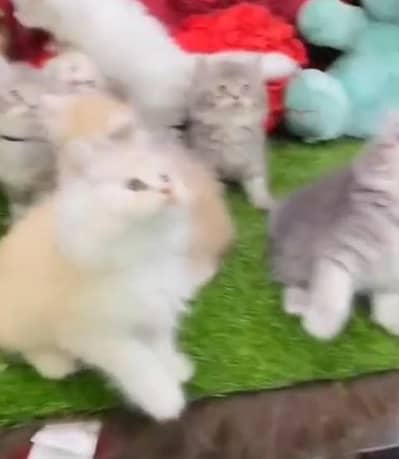 Pure Persian kitten male female Mor WhatsApp 03094016734