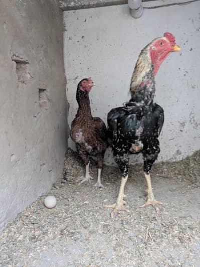 aseel pair / jawa male / lakhi female / aseel / mianwali