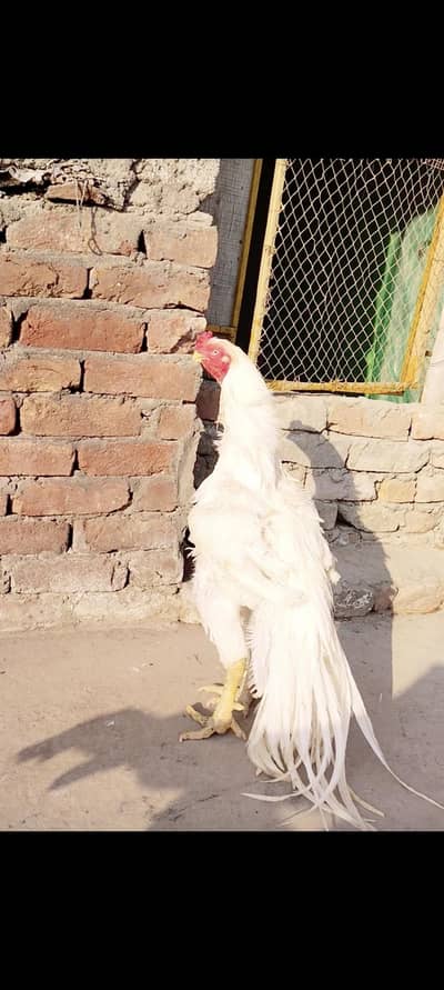 Indian parrot beak breeder male