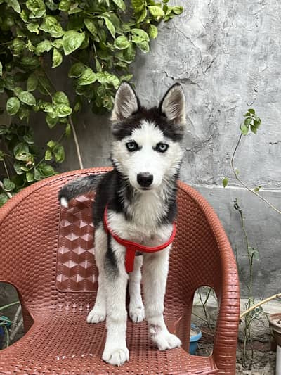 Siberian husky female