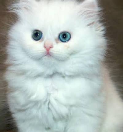 Persian Kittens And Cats Available