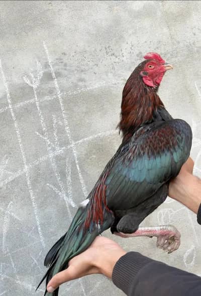 aseel murga for sale