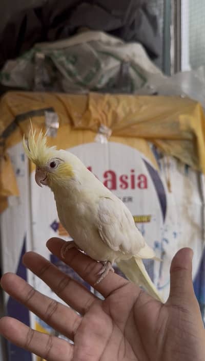 Handtamed cockatiel male - common white cocktail
