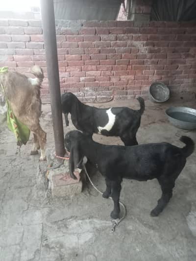 mashAllah pure amrtsri betal jori