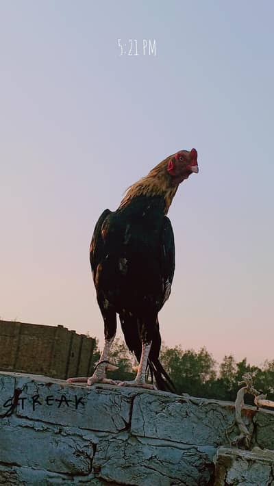 aseel jawa patta for sale