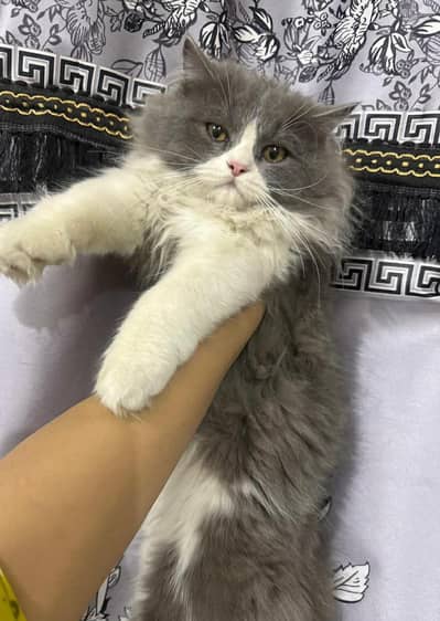 persian male for sell