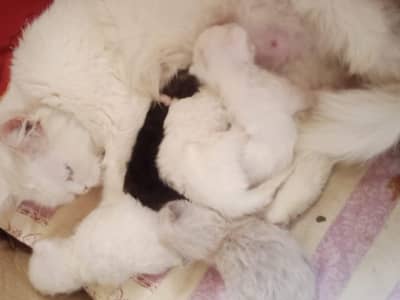 percian kittens with mother for sale
