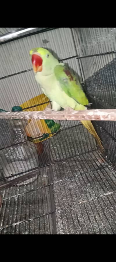 Raw breeder female for sale 03115710451