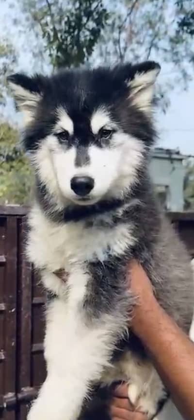 Black and white Siberian Husky Female Puppy/wooly coated