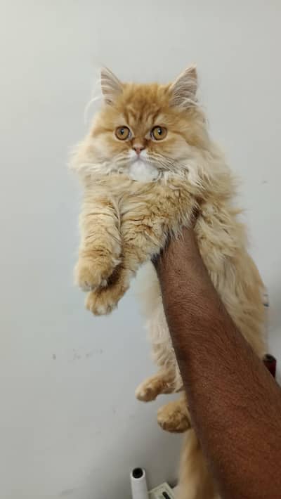 2 Pure Persian kittens for sale