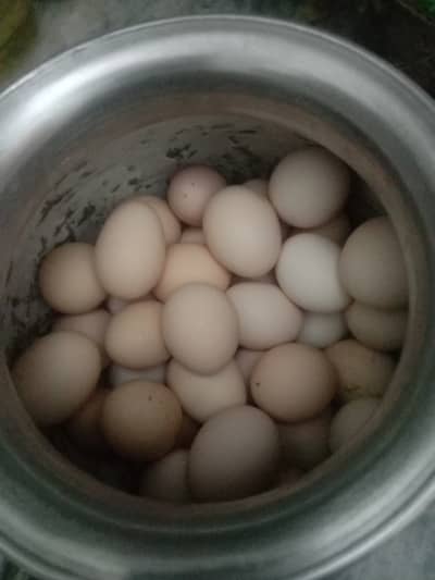 Golden Misri Daisy organic eggs