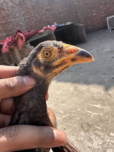 High Quality Aseel Chiks For sale 03184031911