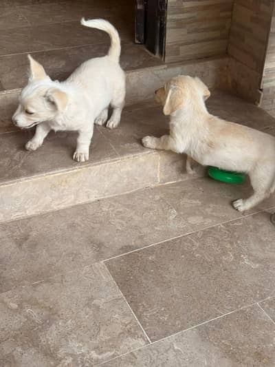 Labrador Short breed, pair of white loving puppies for sale